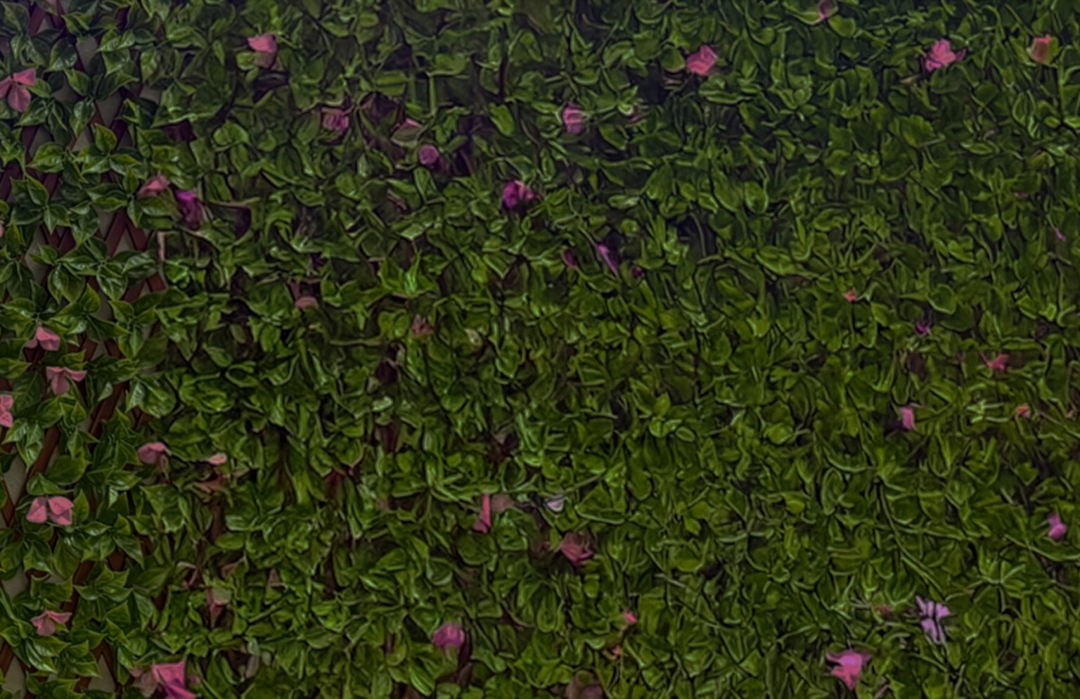 Ivy Wall With Flowers